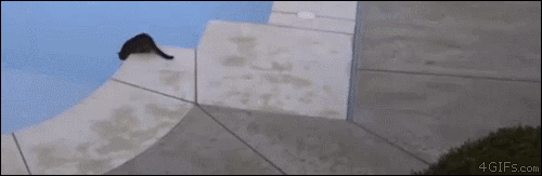 Pool-cats-startled.gif?