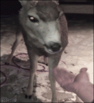 Deer-shakes-hand