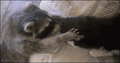 Raccoon-tries-to-make-friends-with-cat
