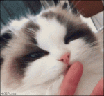 Cat-taste-reaction