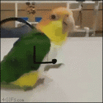 Dancing-parrot-doodle