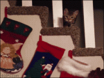 Cat-steals-Christmas-stocking