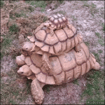 Tortoises-stacked