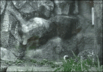 Snow-leopard-wall-jump-spin