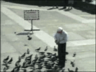 PigeonAttack
