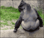 Gorilla-throws-poop-at-crowd