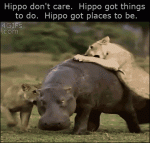 Busy-hippo-vs-lions