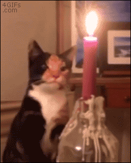 Cat-swats-candle-flame