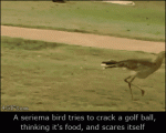 Bird-tries-to-crack-golf-ball