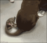 Kitten-vs-tail