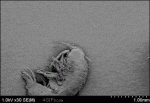 Electron-microscope-zoom