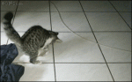 Startled-cat-caught-with-rat