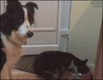 Dog-wants-food-taps-cat