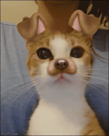 Cat-dog-face-snapchat
