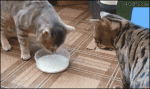 Cats-pull-milk-bowl
