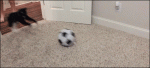 Cat-soccer-ball-somersault