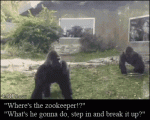 Zoo-gorillas-fight