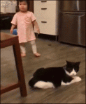 Cat-trips-toddler