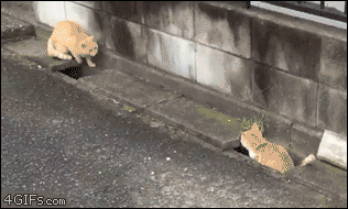 Cats-sewer-chase.gif?