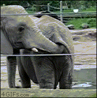Elephant-eats-poop.gif