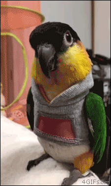 Bird-bro-hoodie-parrot