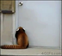 Red-panda-jumps-door-knob