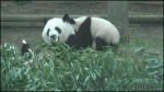 Panda-throw-gtfo