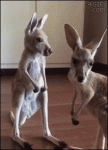 Cute-baby-kangaroo-scratches-an-itch