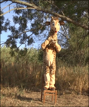 Giraffe-noose-hanging-fail