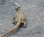 Lizard-runs-away-on-hind-legs