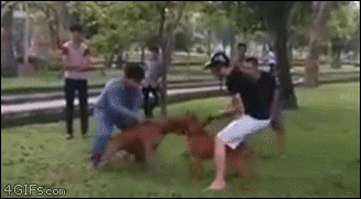 Dog-fight-twist