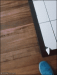 Cat-moves-cracked-floor-tile