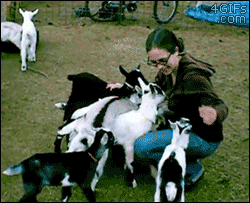 Baby-goat-swarm-you-died