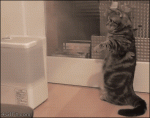 Cat-fights-humidifier