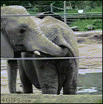 Elephant-eats-poop