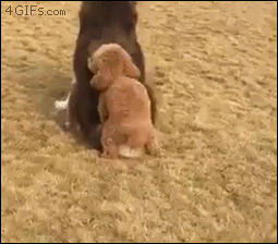 big dog trying to hump little dog