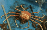 Spider-crab-molting