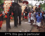 Parade-elephant-kicks-man