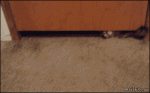 Chubby-cat-squeezes-under-door