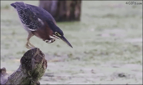 Bird-long-neck-swiggity