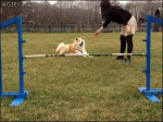 Akita-dog-trick-jump-treat-fail