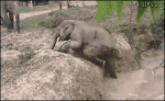 Stuck-baby-elephant-pushed