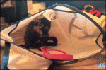 Cat-attacks-sandal-inside-laundry-bag