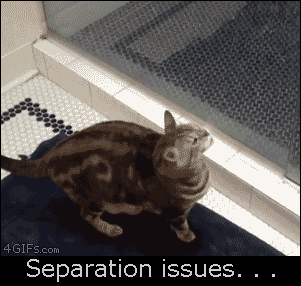 Cat-showering-separation-issues.gif?