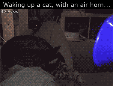 Waking-up-cat-with-air-horn
