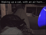 Waking-up-cat-with-air-horn