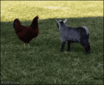 Baby-goat-butts-heads-with-rooster