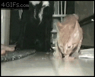 Cat-defends-food-from-dog.gif?