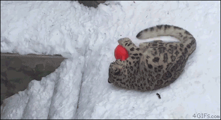 Snow-leopard-playing-with-toy