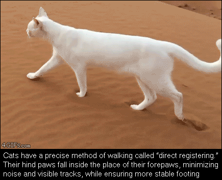 How-cats-make-footprints